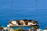 Cat-Hammock