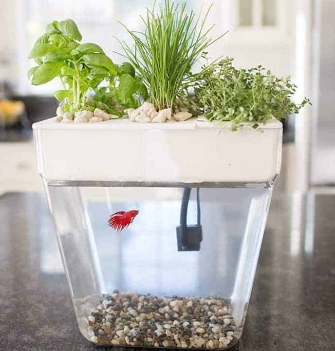 betta fish tank