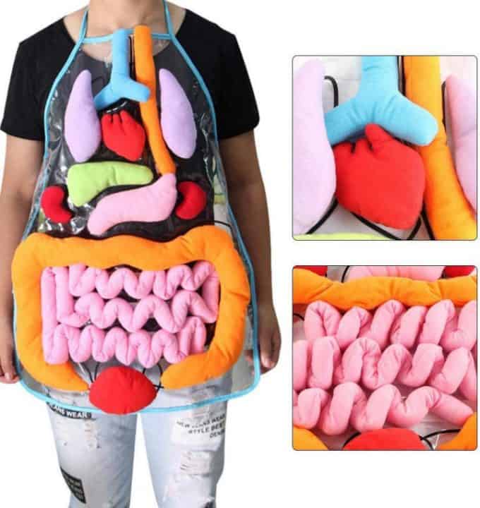 body organ apron educational toy.jpg