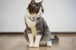 Laser Pointer Cat Collar3