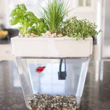 Water Garden Betta Fish Tank