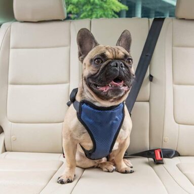 PetSafe Deluxe Car Harness for Dogs