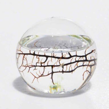 EcoSphere Closed Aquatic Ecosystem