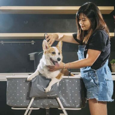 Elevated Foldable Dog Bathtub