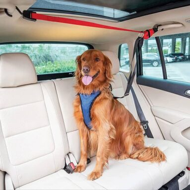 PetSafe Dog Car Zipline Provides Mobility While Keeping Your Dog Safe
