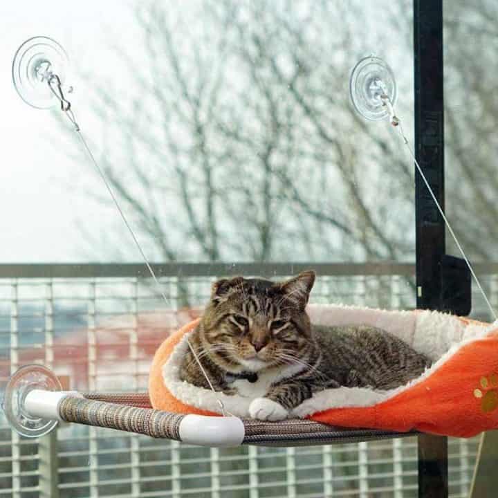 Cat-Hammock