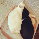 Slice of Bread Cat Bed