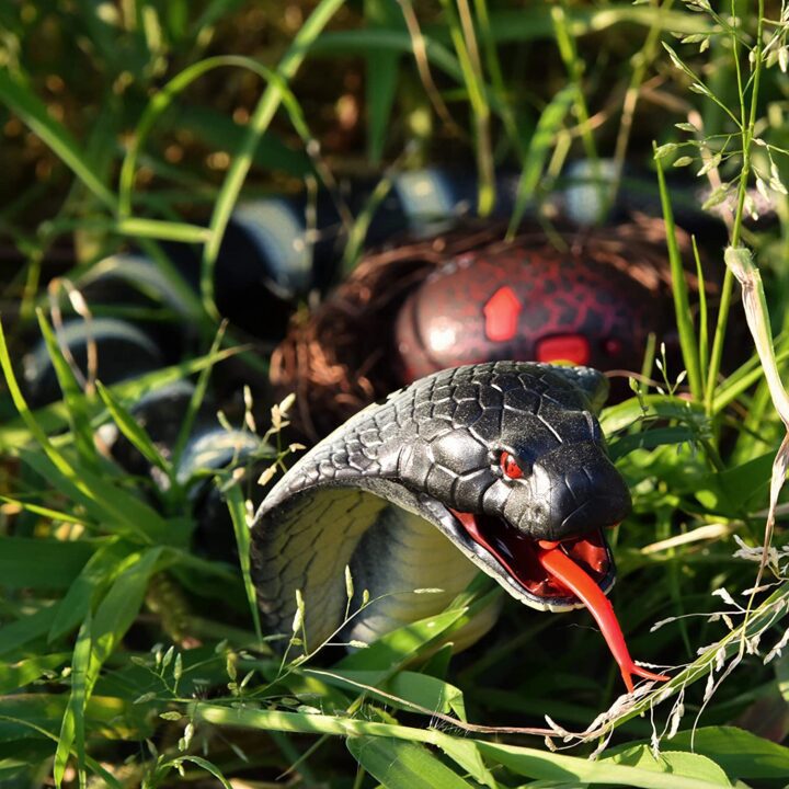 Remote Control Hissing Cobra